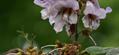 princess tree,foxglove,princess tree 